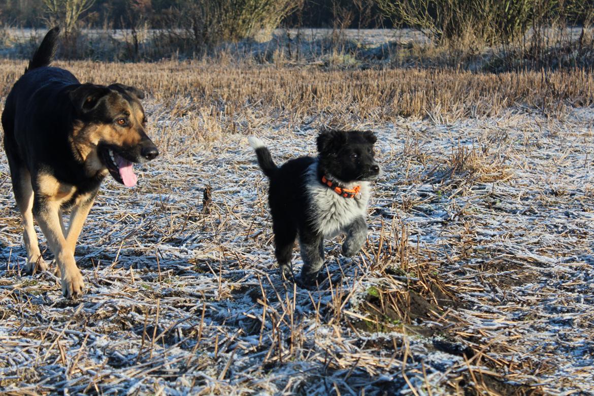 Blanding af racer Ellie billede 20