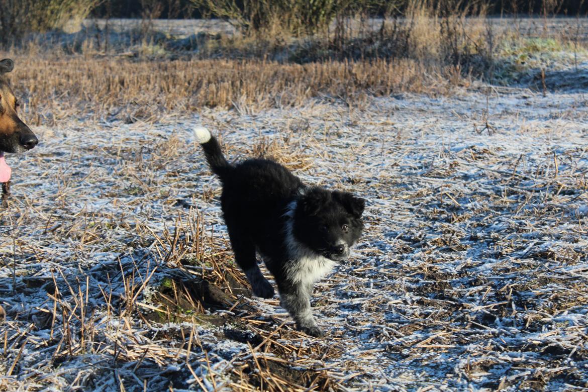 Blanding af racer Ellie billede 21