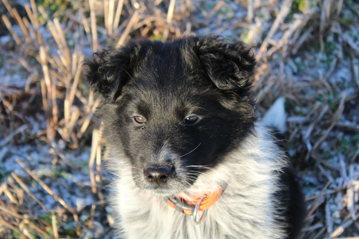 Blanding af racer Ellie billede 23