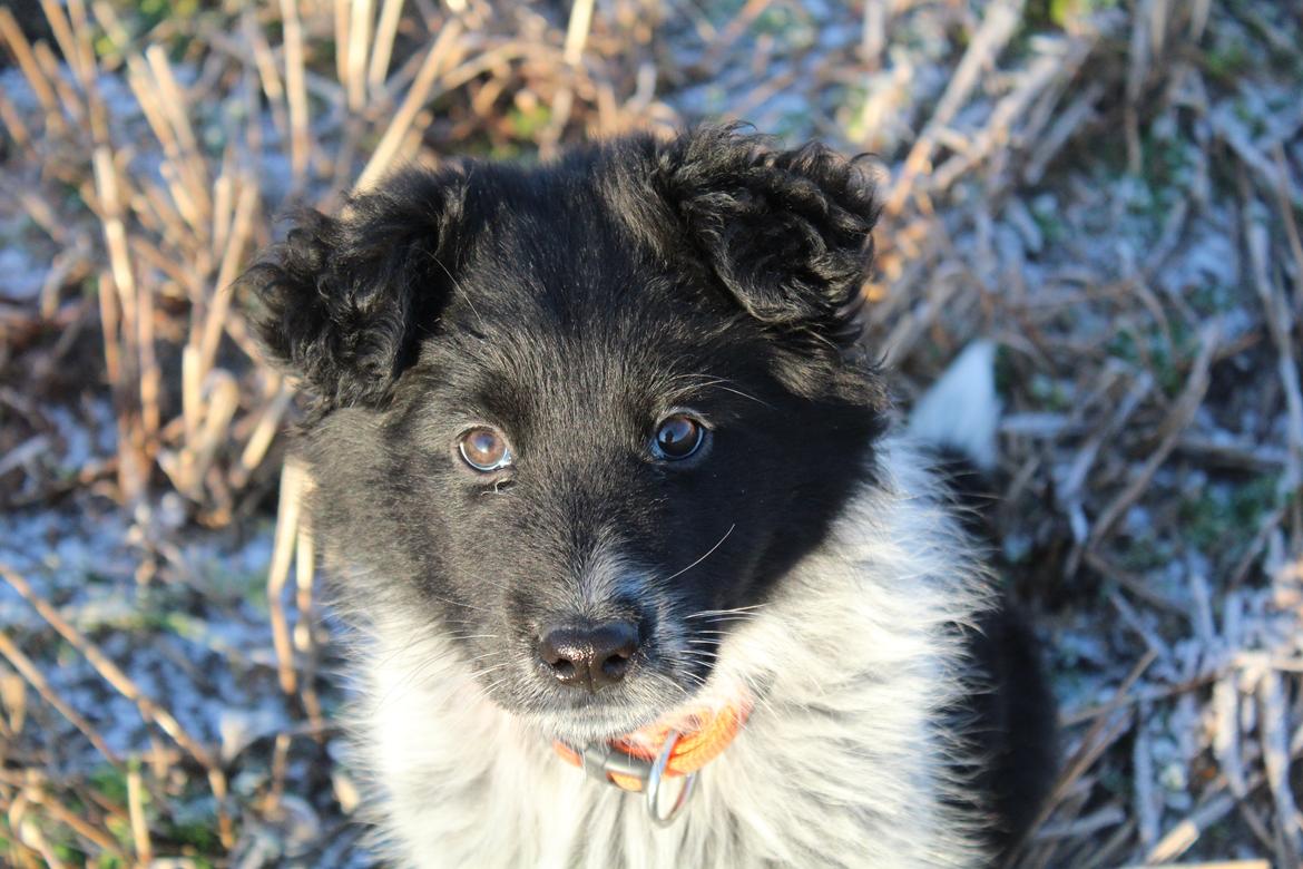 Blanding af racer Ellie billede 12