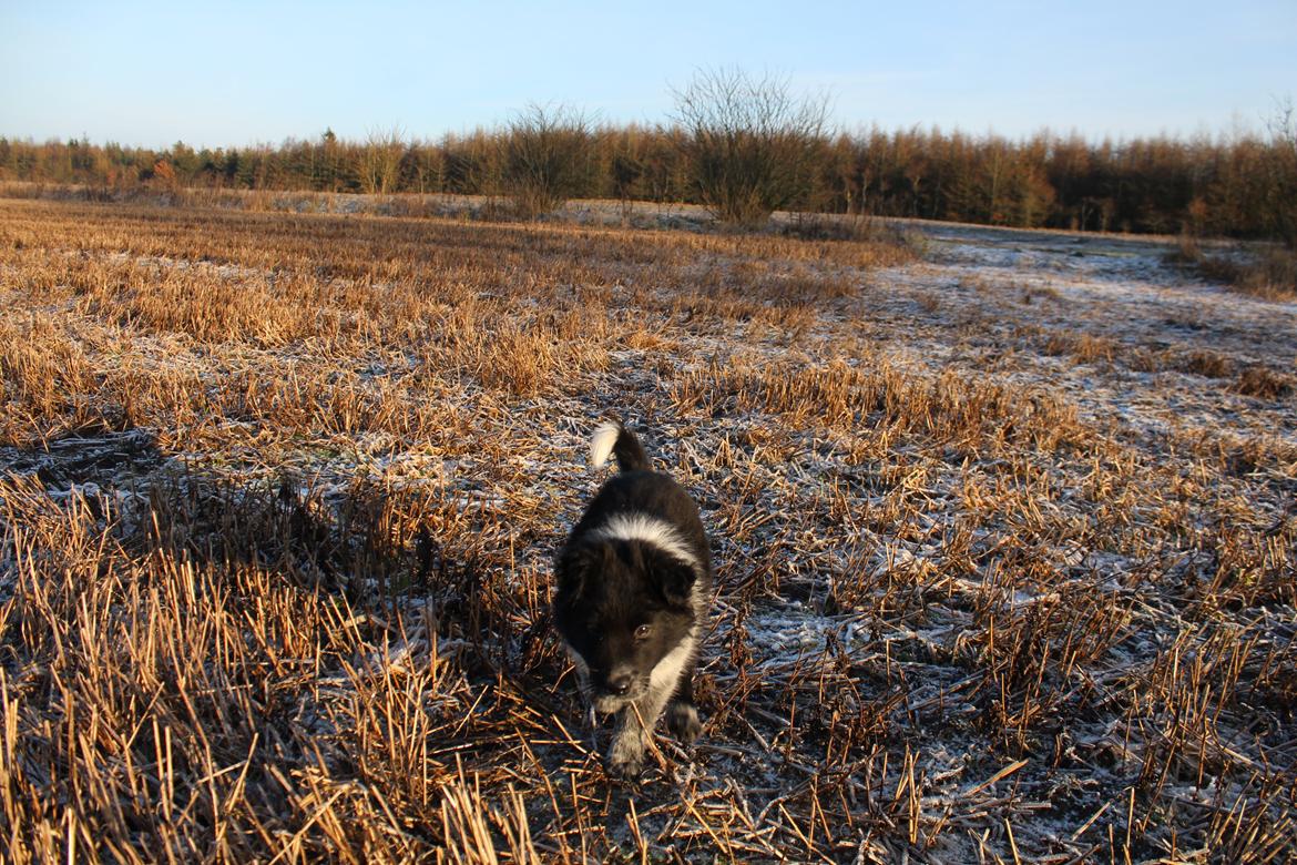 Blanding af racer Ellie billede 22