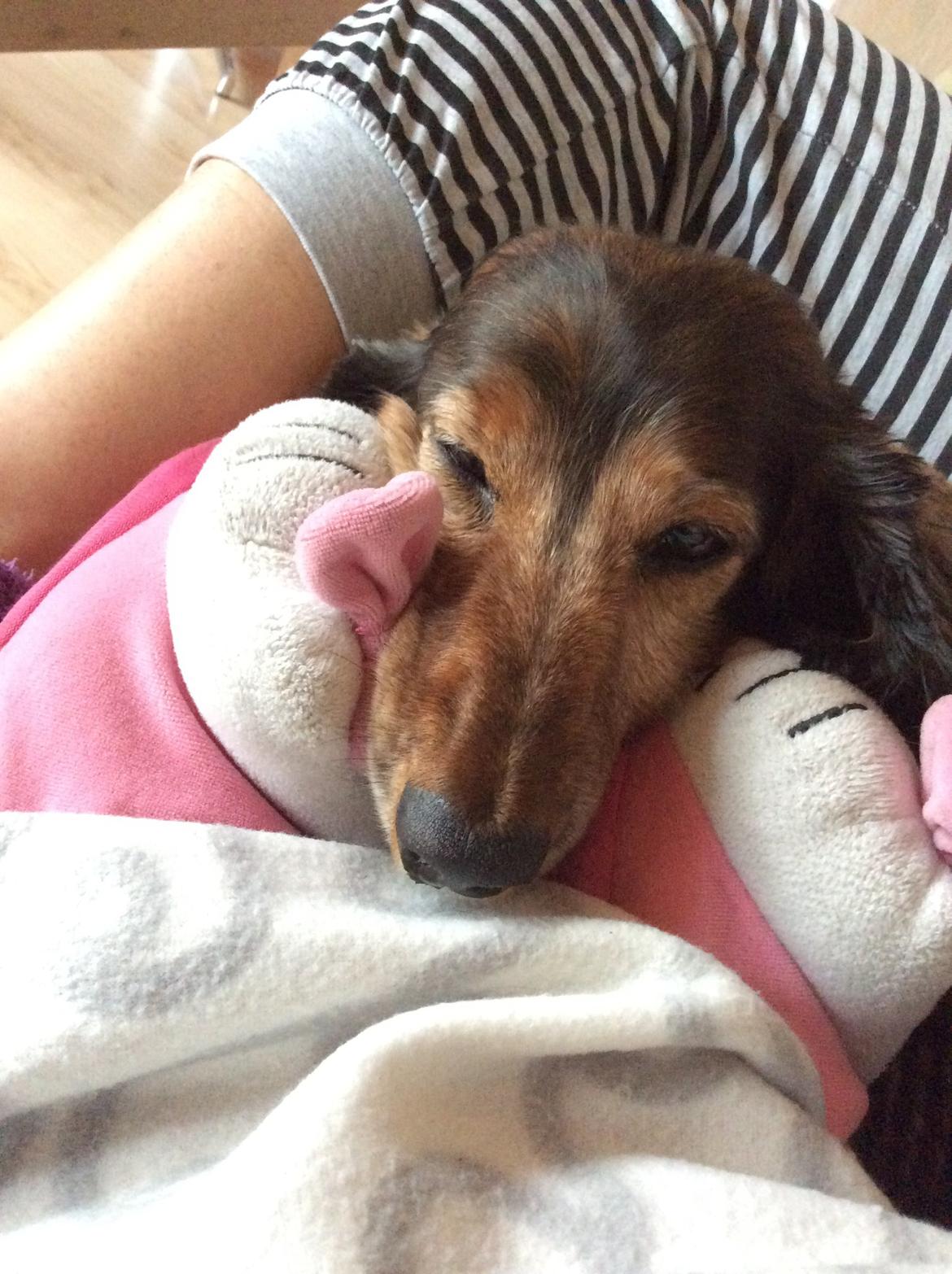 Gravhund Hugo billede 2