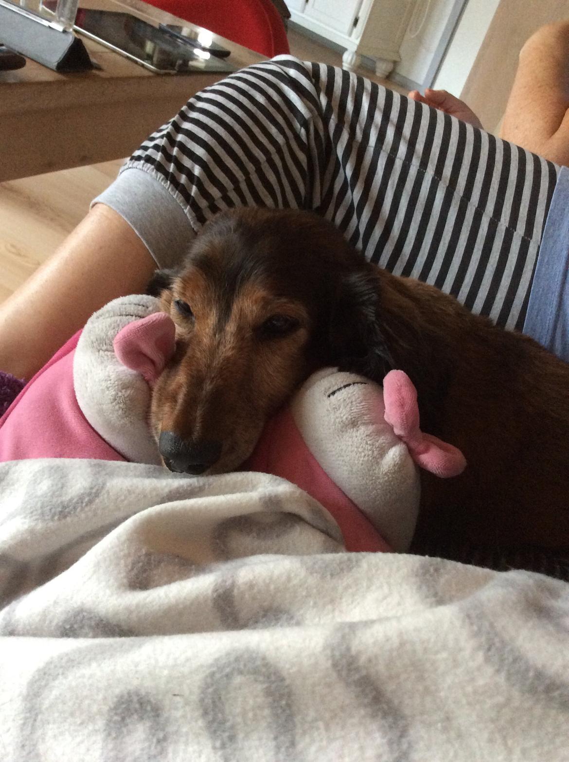 Gravhund Hugo billede 1