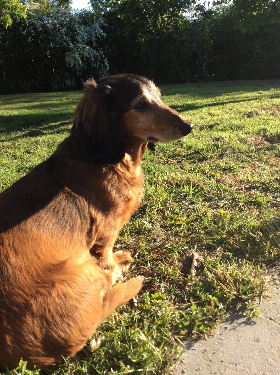 Gravhund Hugo billede 3