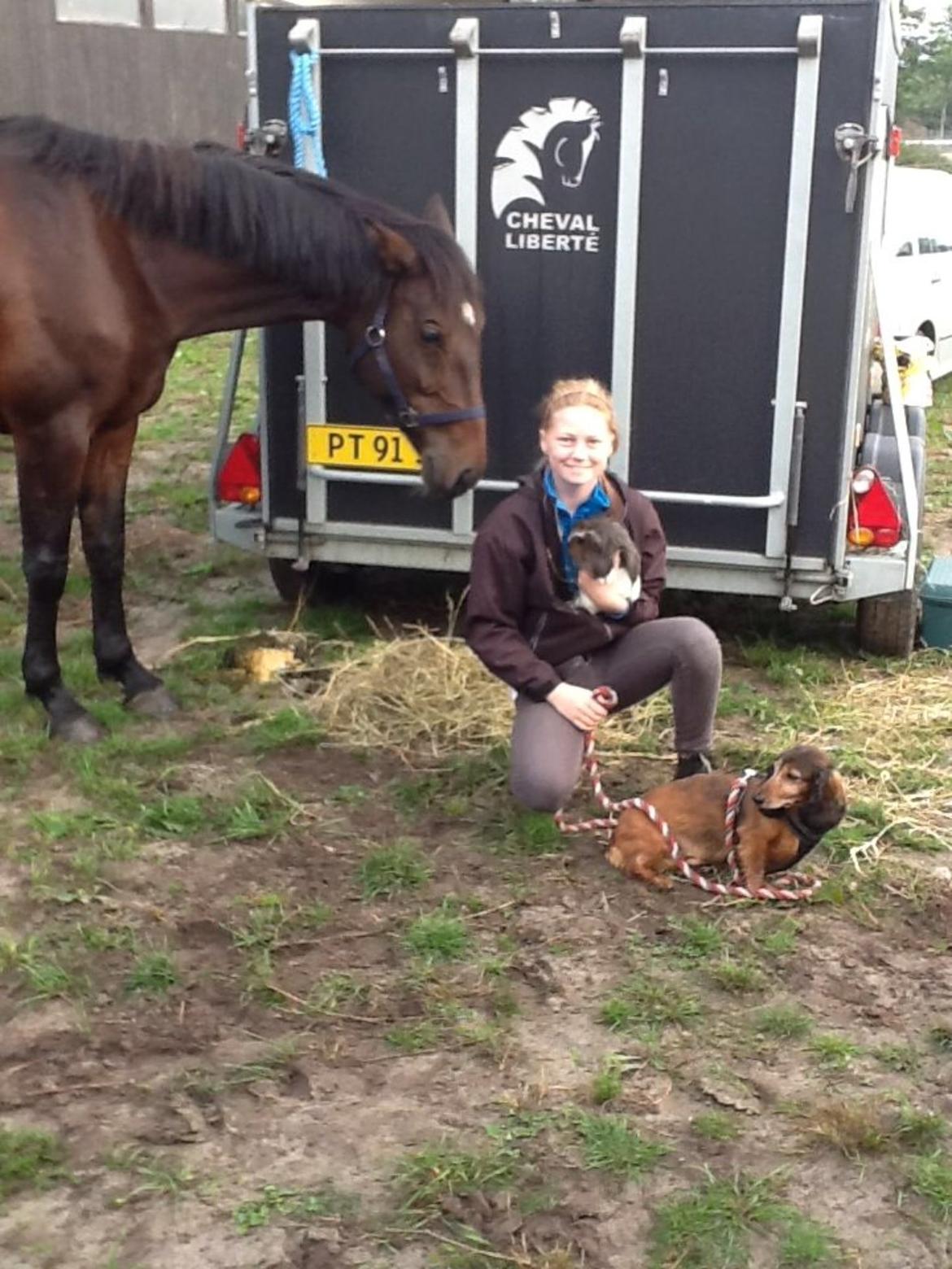 Gravhund Hugo billede 4