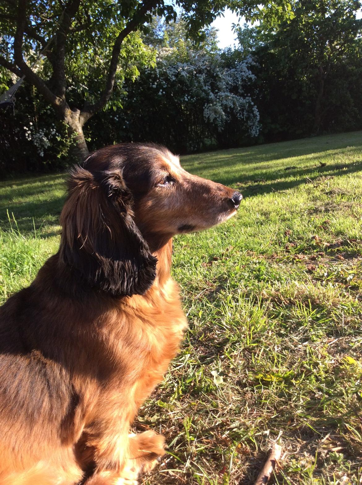 Gravhund Hugo billede 5