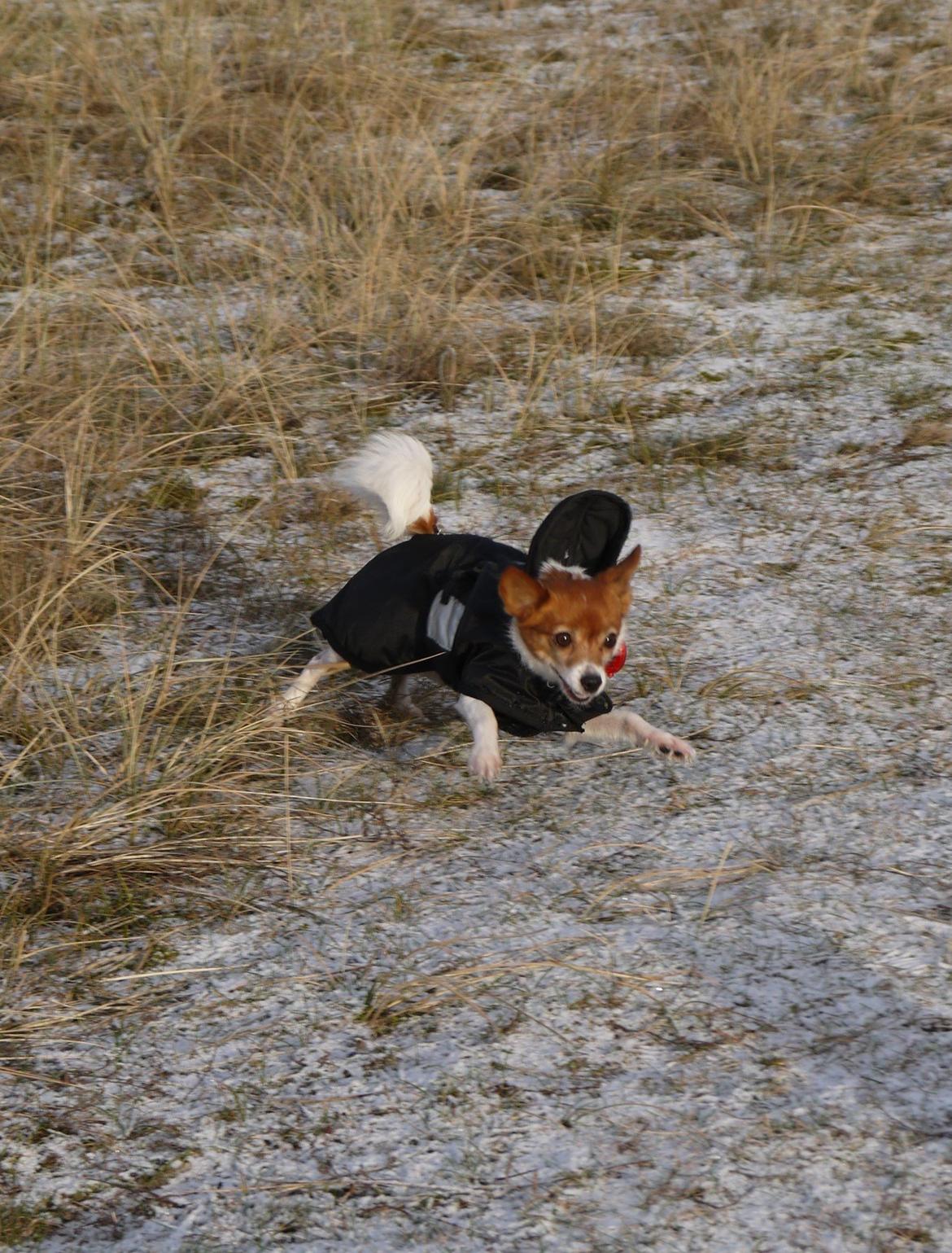 Blanding af racer Poe - Yiihaa, Dipsy du kan ikk fange mig!! billede 11