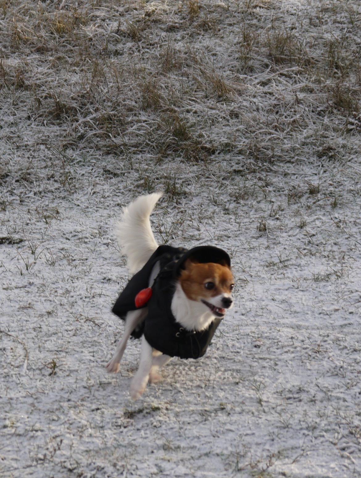 Blanding af racer Poe billede 35