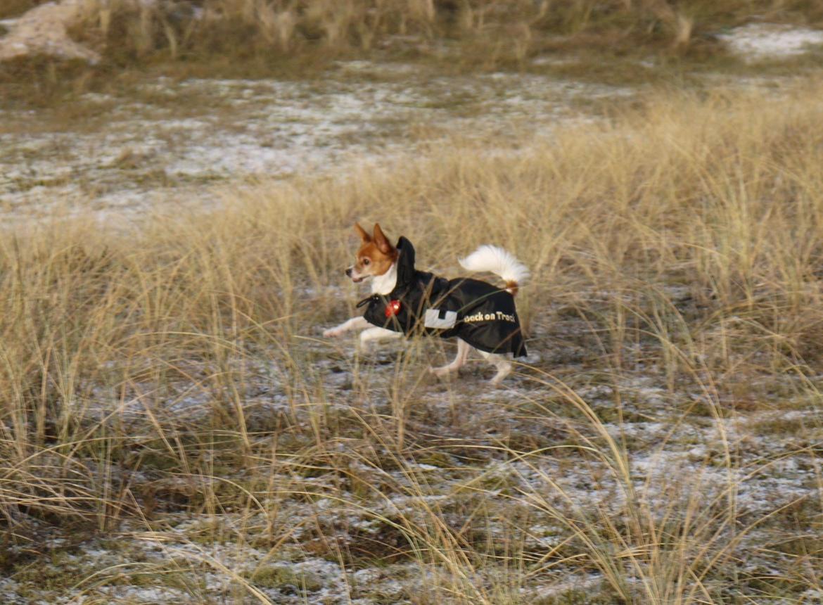 Blanding af racer Poe billede 21