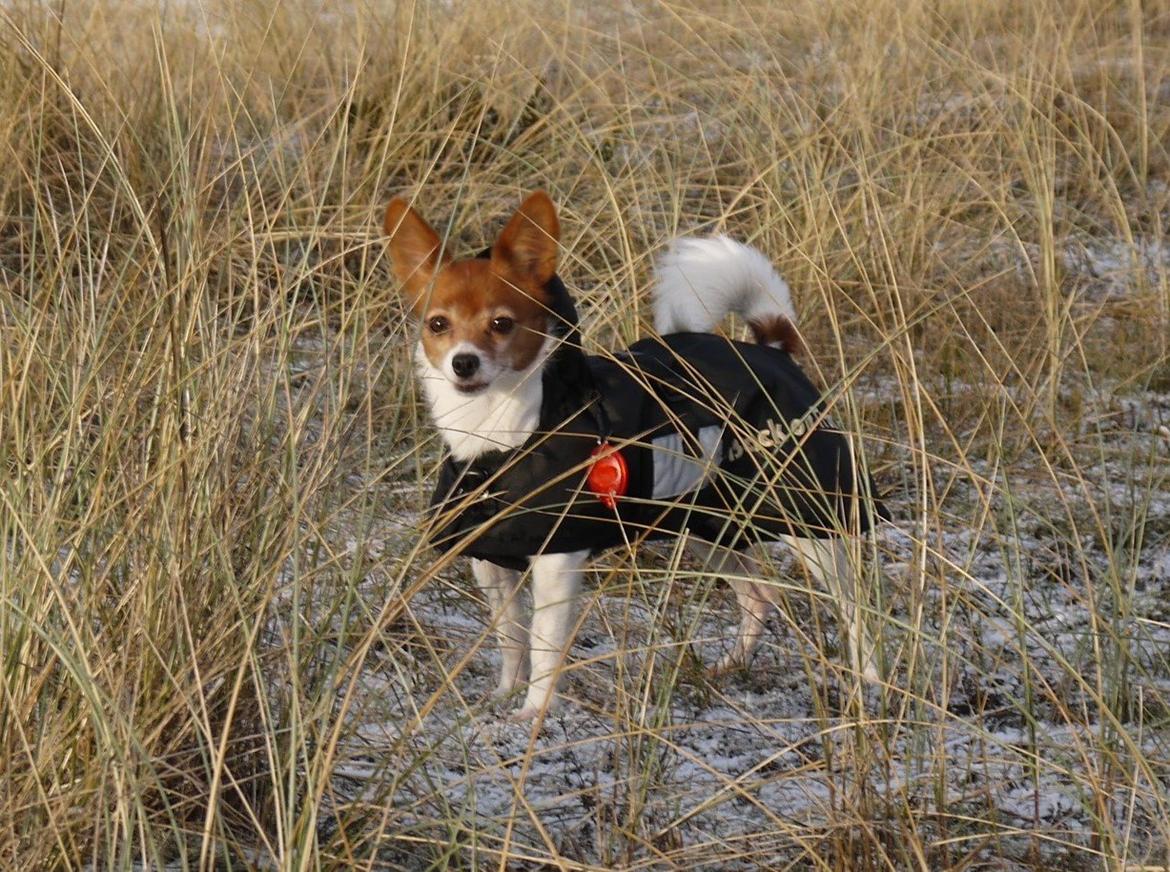 Blanding af racer Poe billede 28