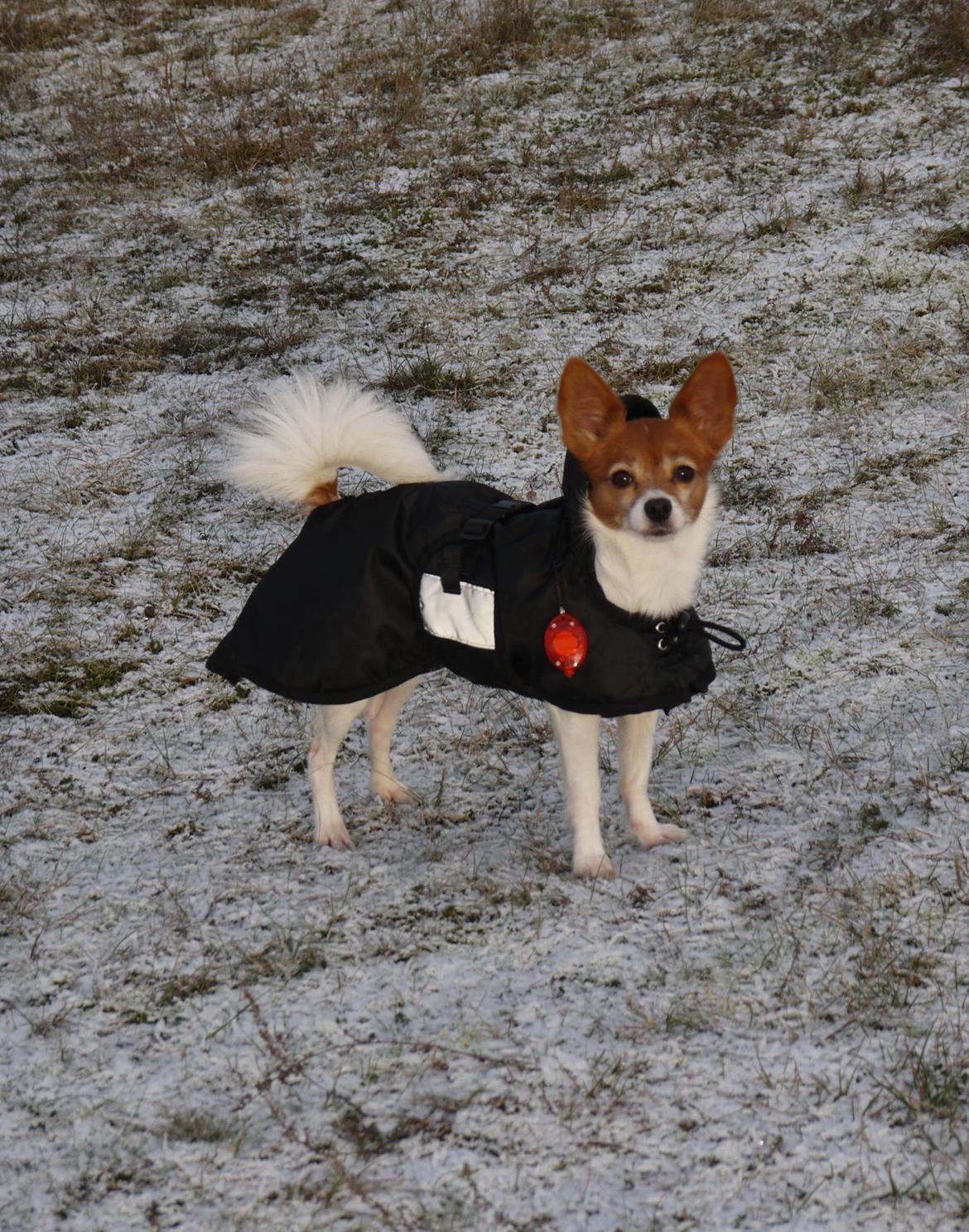 Blanding af racer Poe billede 19