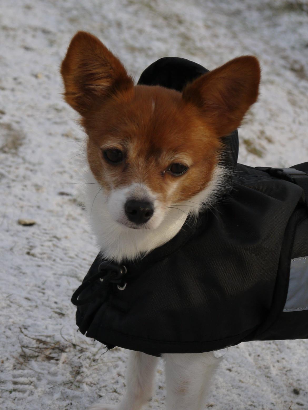 Blanding af racer Poe - Velkommen til Poe's profil billede 1