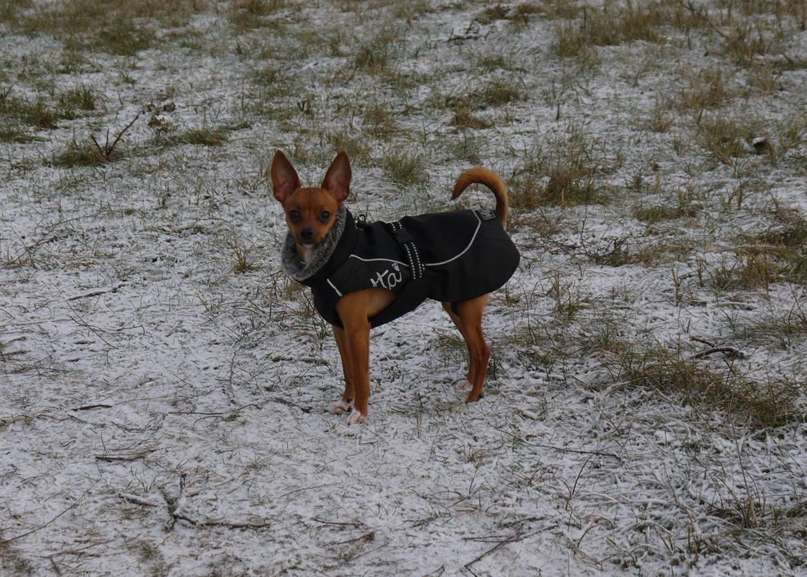 Blanding af racer Dipsy - Dipsy 9,5 mdr. billede 18