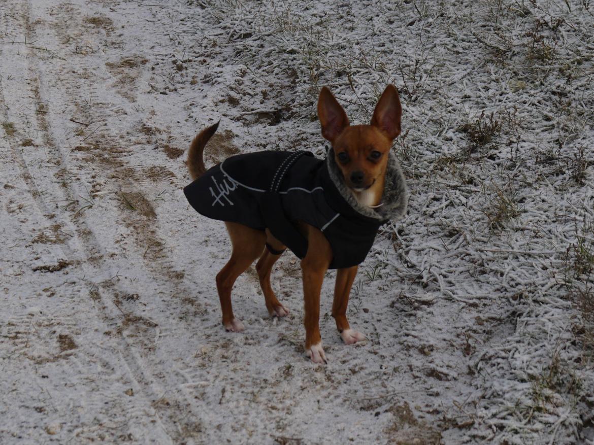 Blanding af racer Dipsy - Dipper, 9,5 mdr. billede 26