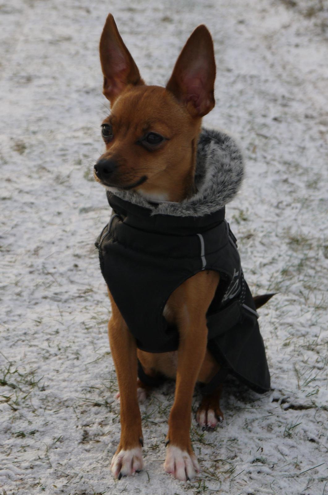 Blanding af racer Dipsy - 9,5 mdr i sneen :) billede 2