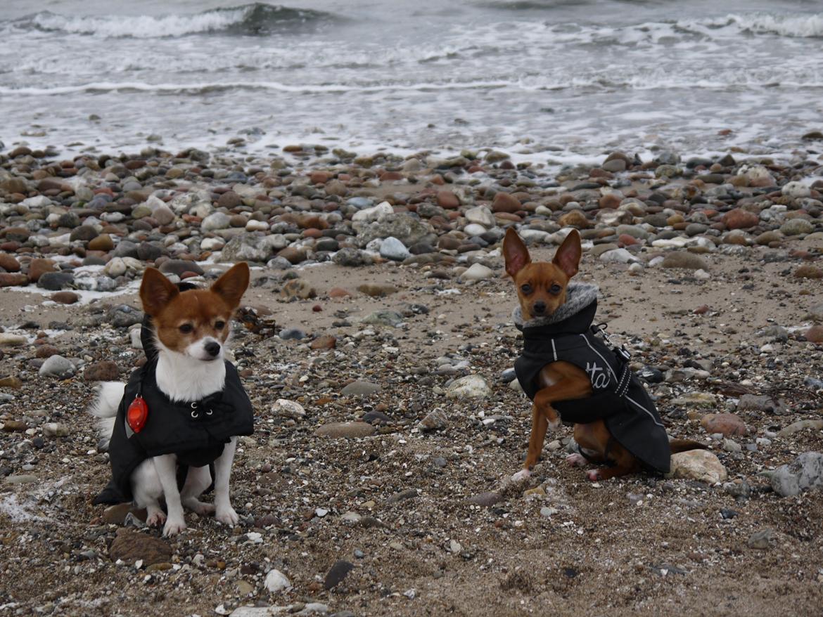 Blanding af racer Dipsy - Dipper og Poe - 9,5 mdr. billede 16