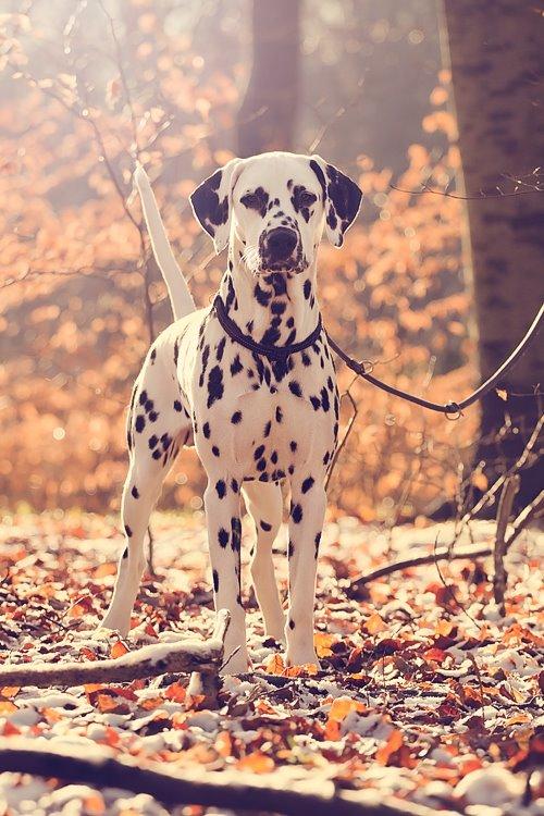 Dalmatiner Hugin (Spotdog's Everything Elegant) - 9 mdr. gammel billede 26