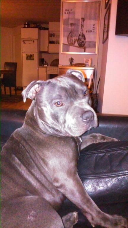 Staffordshire bull terrier Herman billede 25