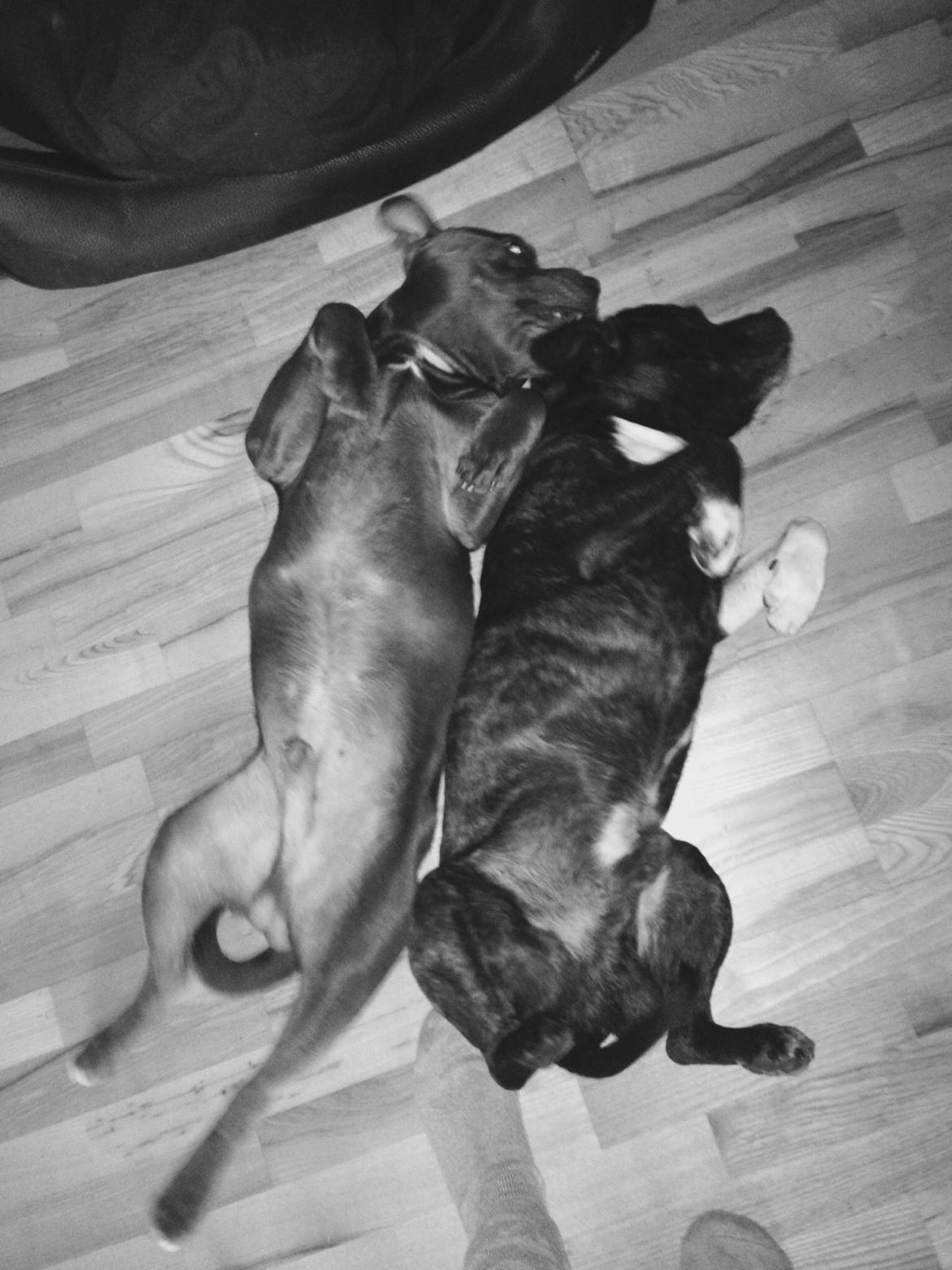 Staffordshire bull terrier Herman billede 26