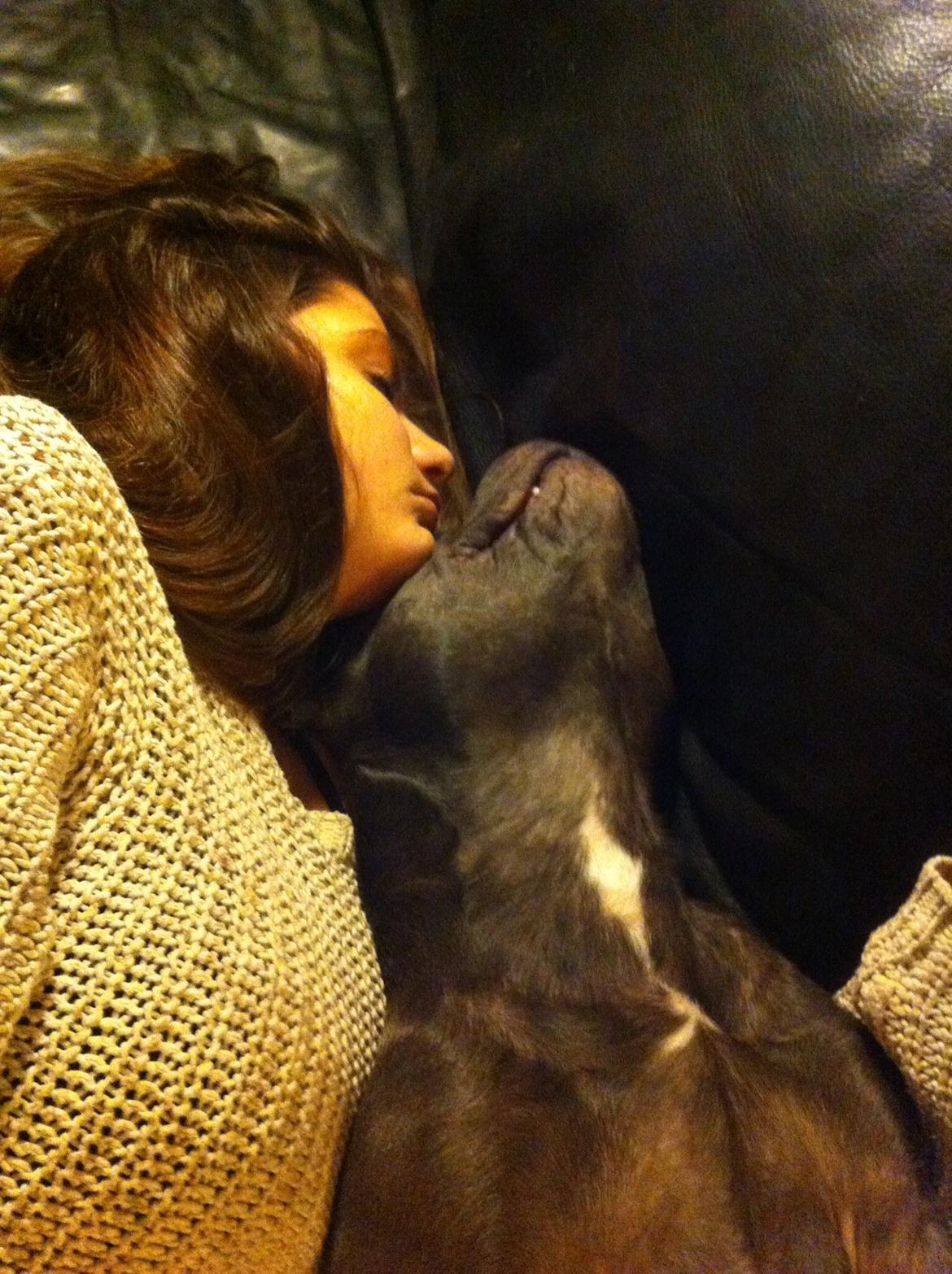 Staffordshire bull terrier Herman billede 27