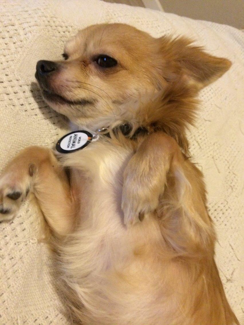 Chihuahua Cæsar billede 7