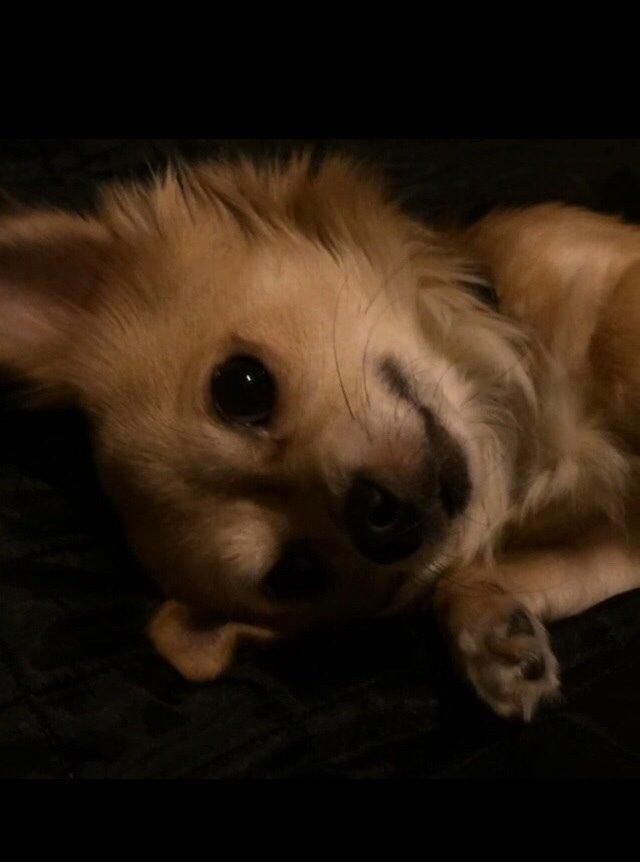 Chihuahua Cæsar billede 8