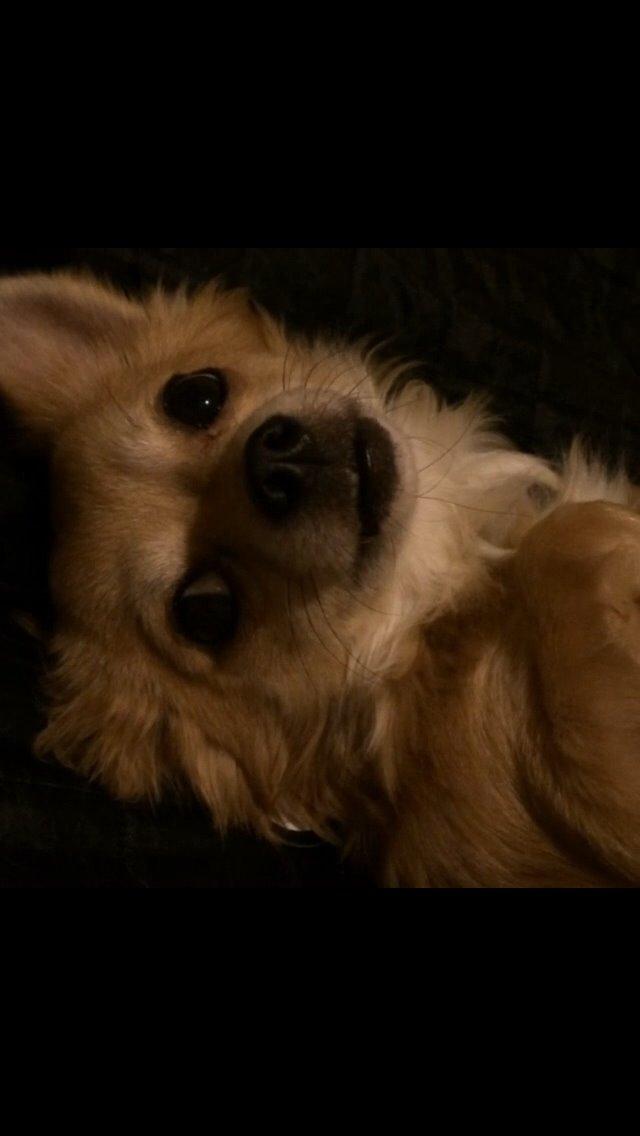 Chihuahua Cæsar billede 10