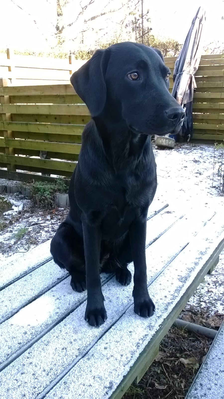 Labrador retriever Sif - Nyt den 28-12-2014 billede 36