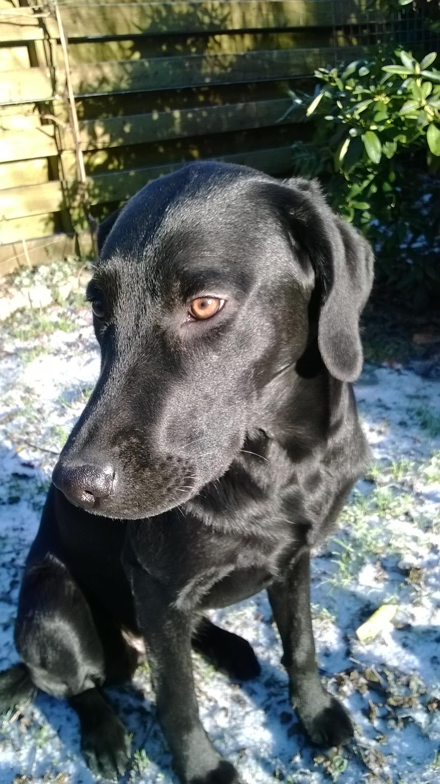 Labrador retriever † Sif †  - Nyt den 28-12-2014 billede 34