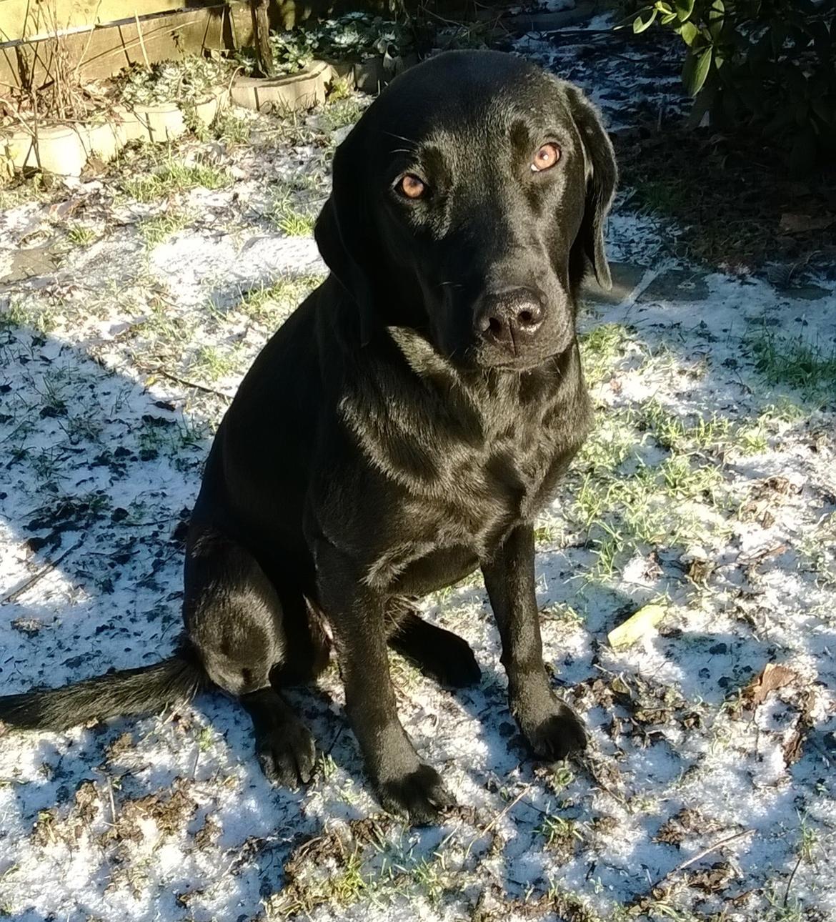 Labrador retriever Sif - Nyt den 28-12-2014 billede 20