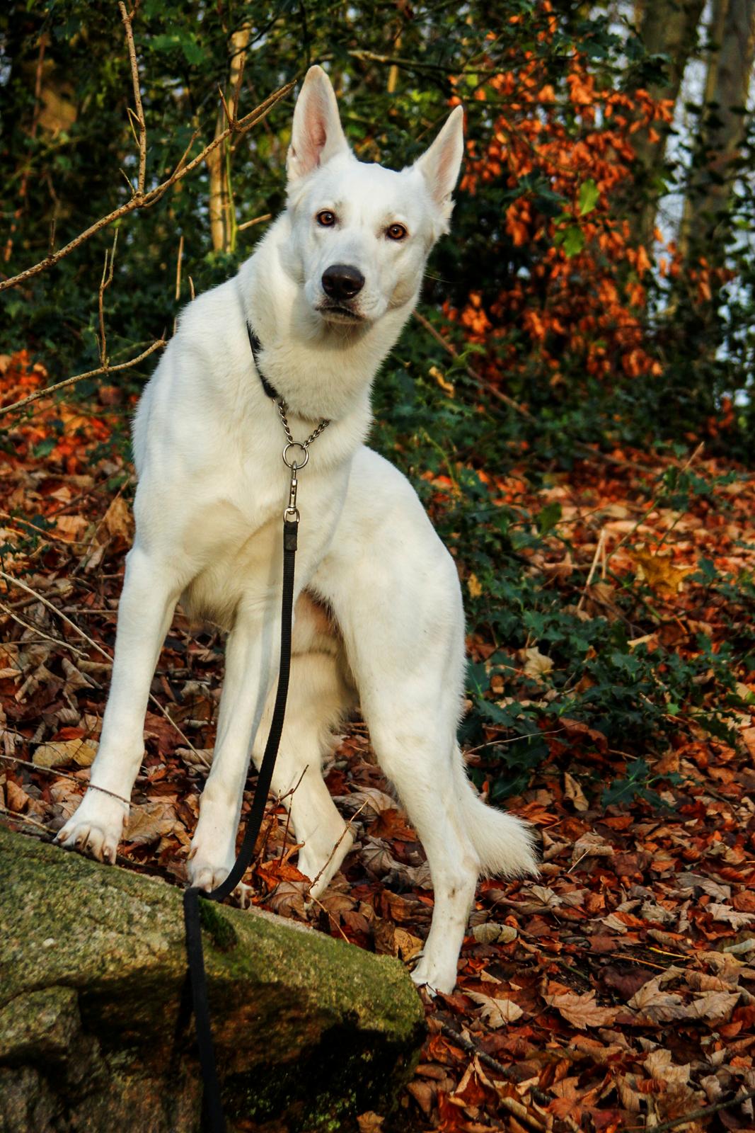 Hvid Schweizisk Hyrdehund Lobo billede 13