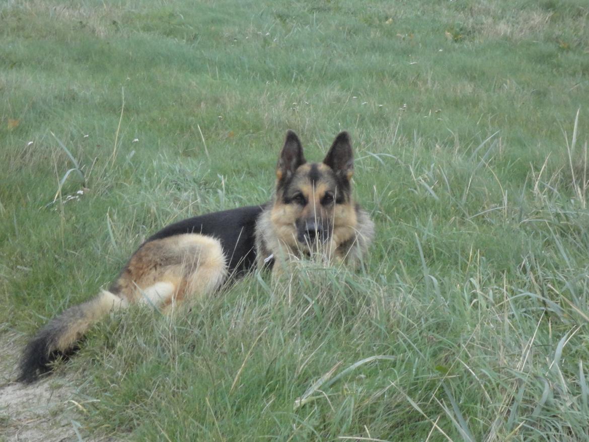 Schæferhund murphy billede 1