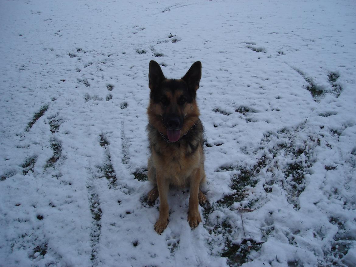 Schæferhund murphy billede 3