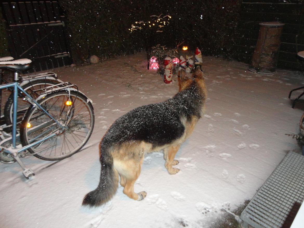 Schæferhund murphy billede 4