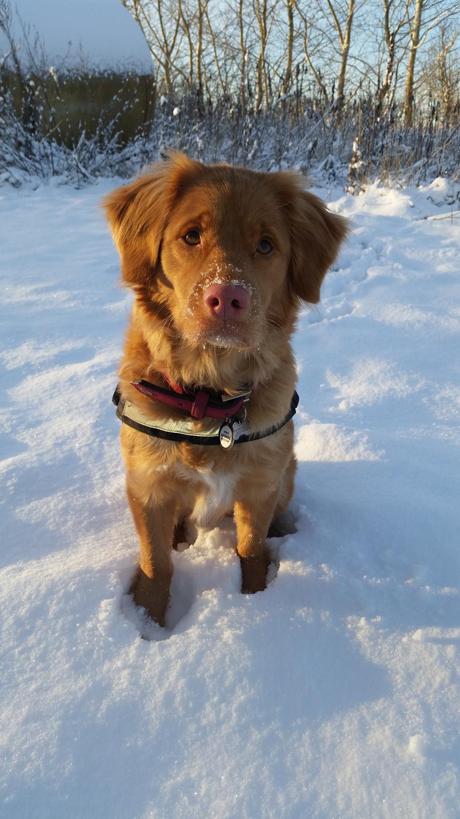 Nova scotia duck tolling retriever Mika "Himmelhund"  billede 11