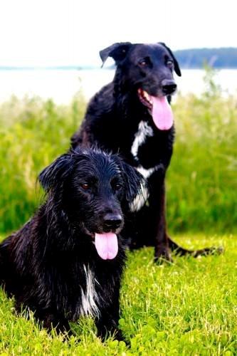 Blanding af racer Kenzo <3 - Lækre fyre :o <3 billede 3