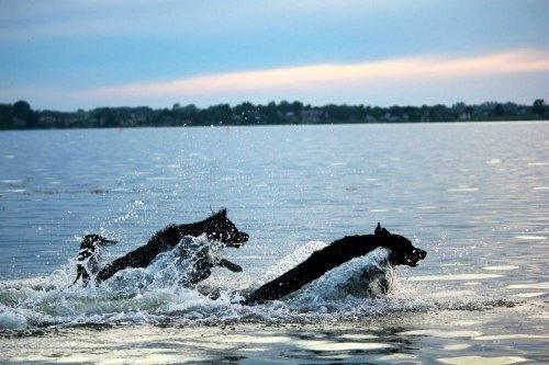 Blanding af racer Kenzo <3 - De 2 mest fantastiske <3 De to gennem alt. <3 billede 8