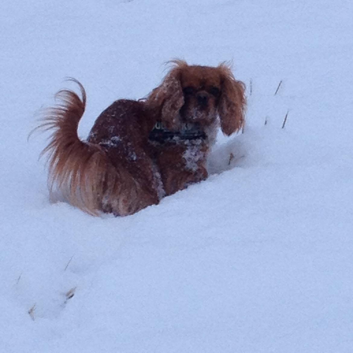 Cavalier king charles spaniel Wilma billede 10