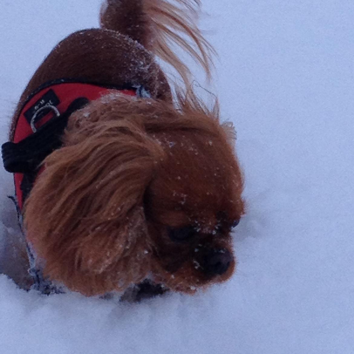 Cavalier king charles spaniel Wilma billede 12