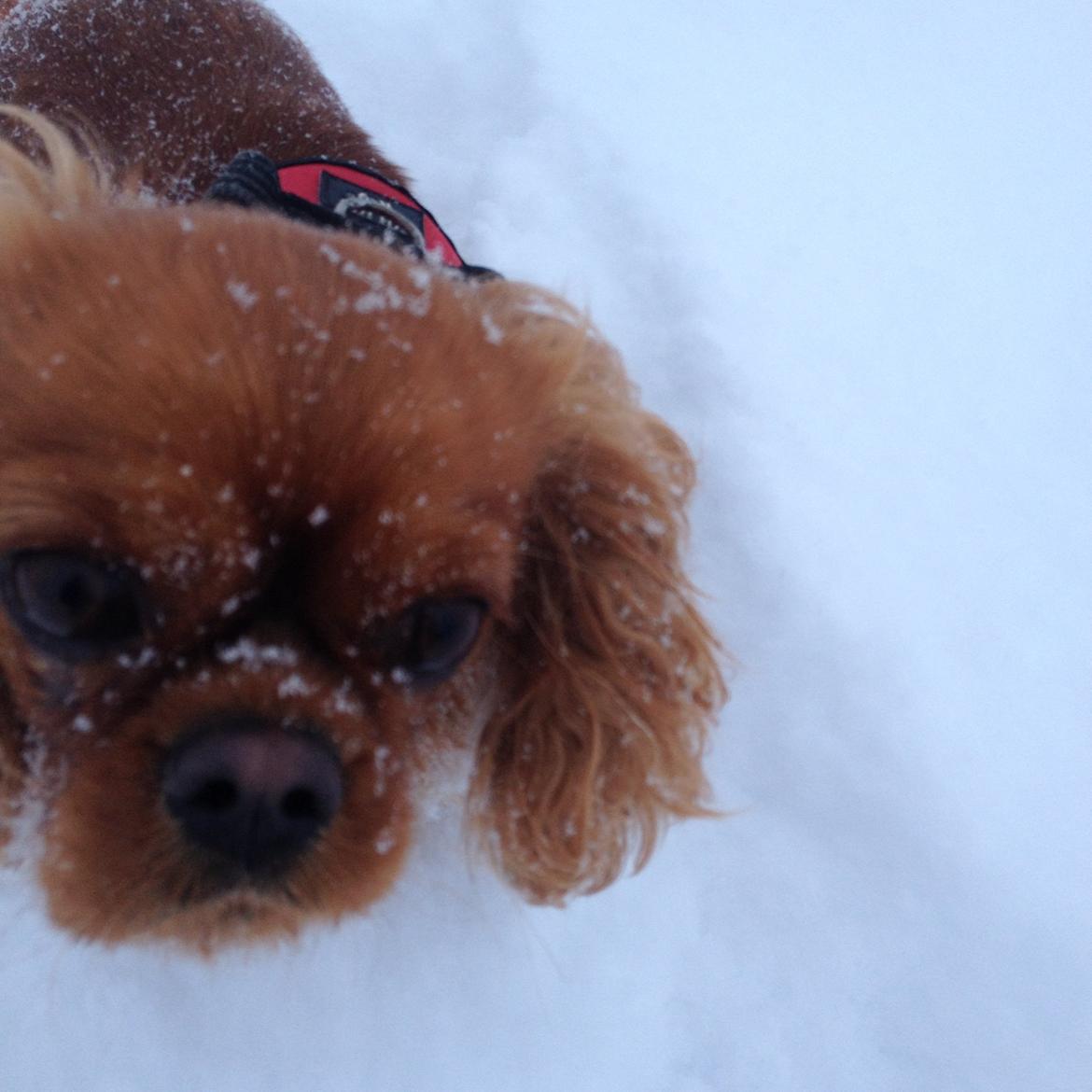 Cavalier king charles spaniel Wilma billede 13