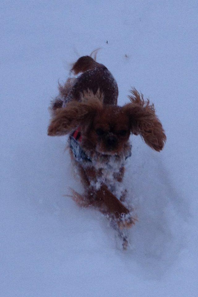 Cavalier king charles spaniel Wilma billede 14