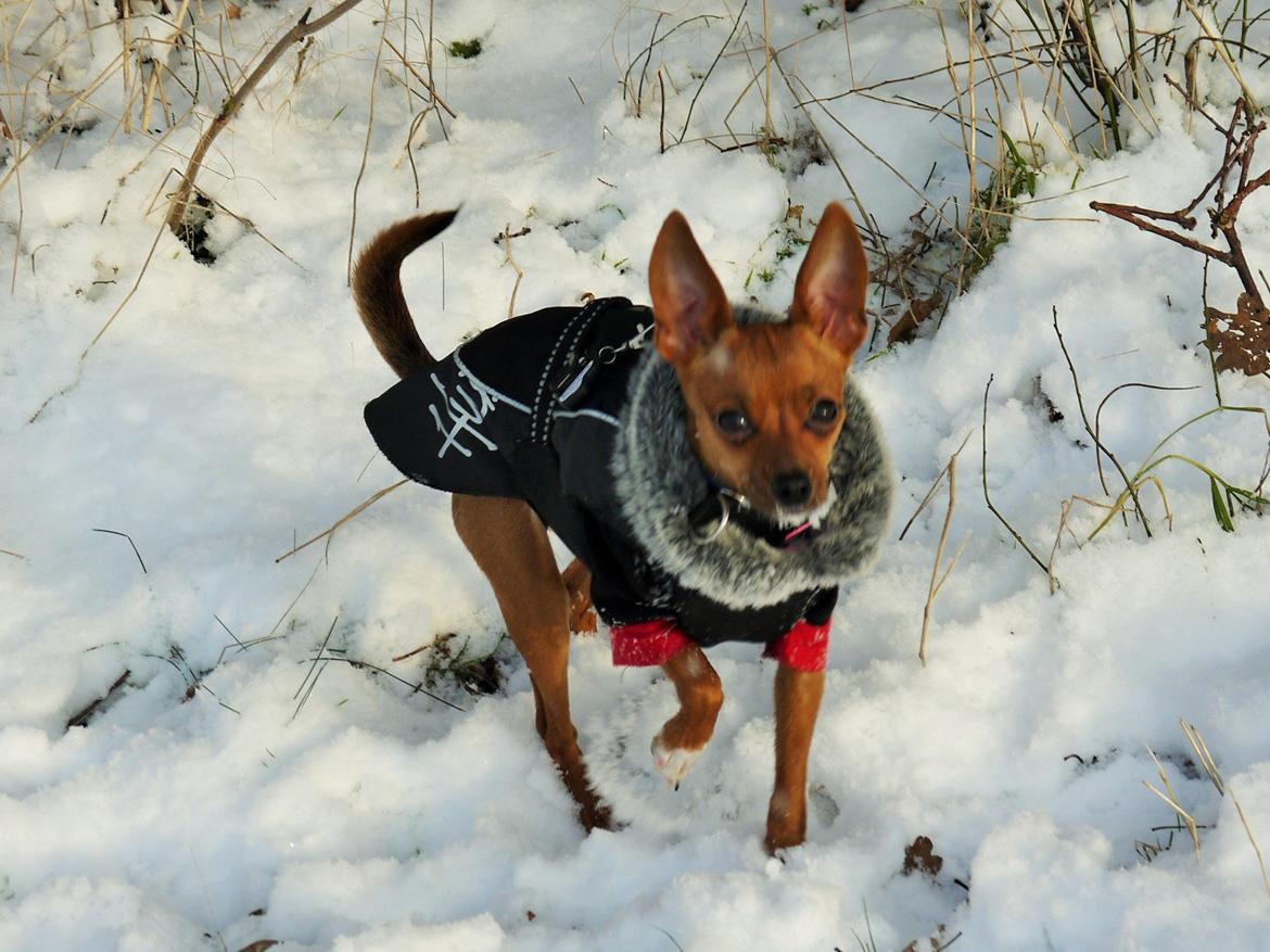 Blanding af racer Dipsy - 9,5 mdr billede 38