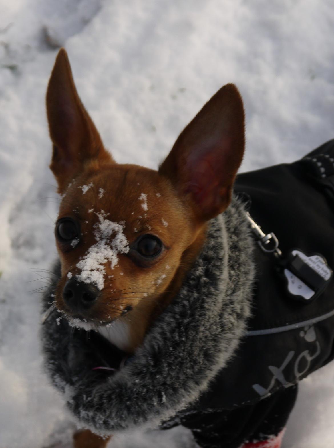 Blanding af racer Dipsy - Velkommen til Dipsy's profil billede 1