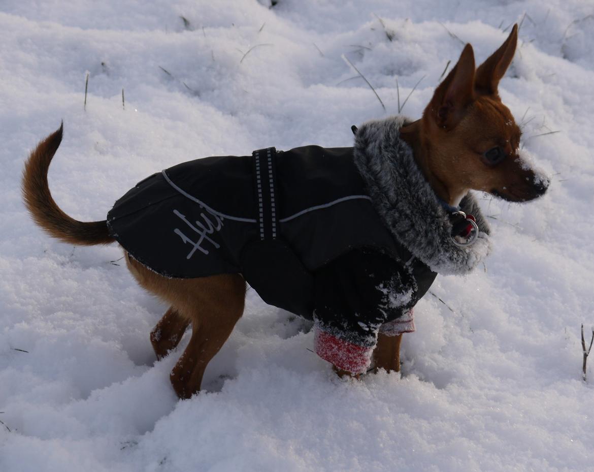 Blanding af racer Dipsy - 9,5 mdr billede 32