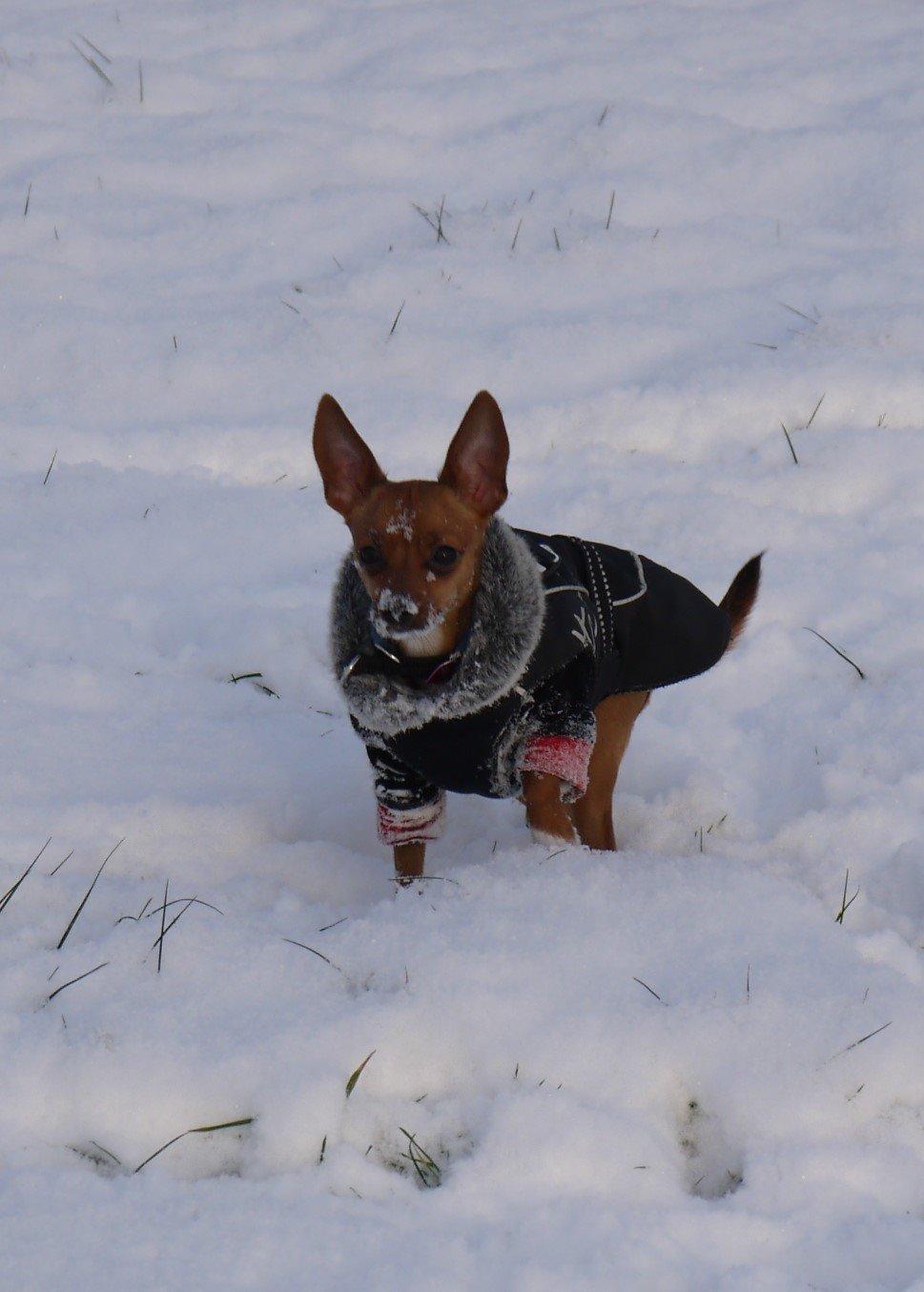 Blanding af racer Dipsy - 9,5 mdr billede 14