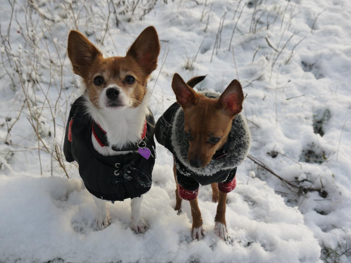 Blanding af racer Poe - Poe og Dipsy <3 billede 30