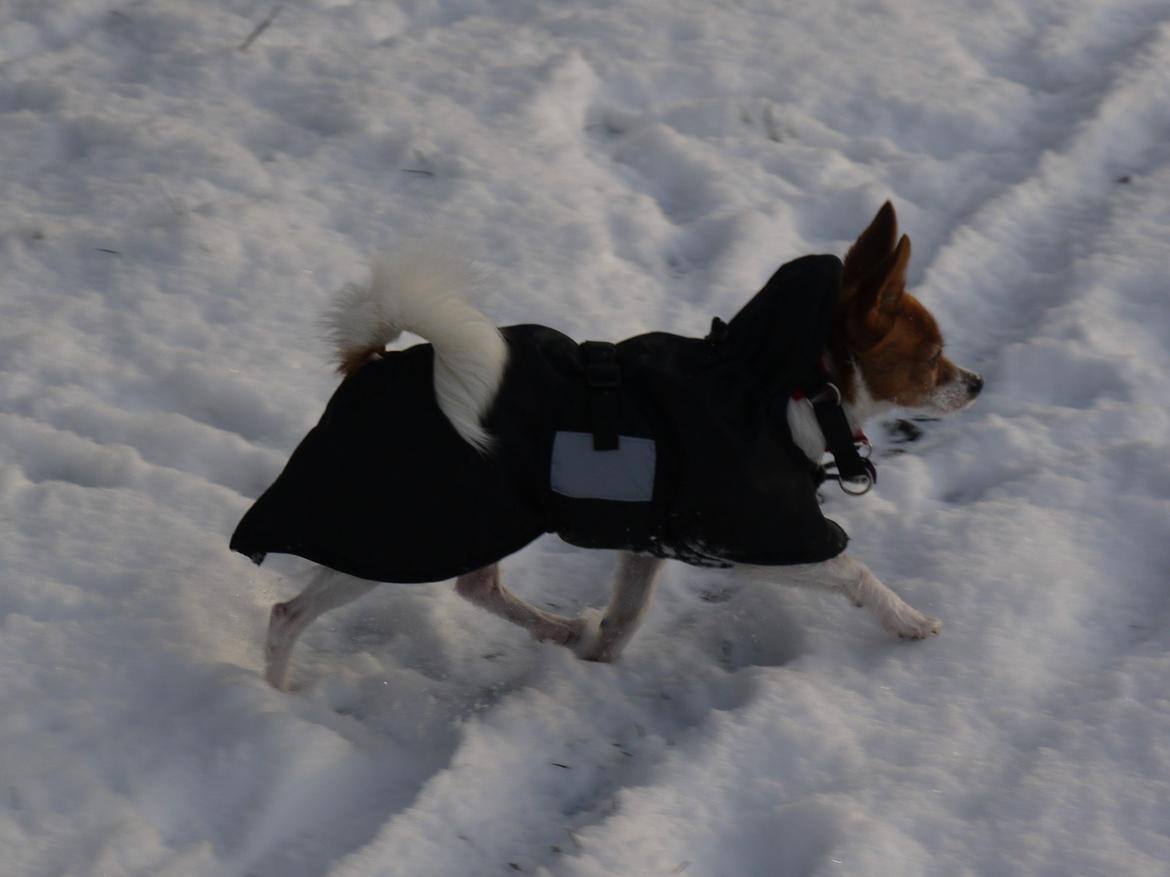 Blanding af racer Poe billede 18