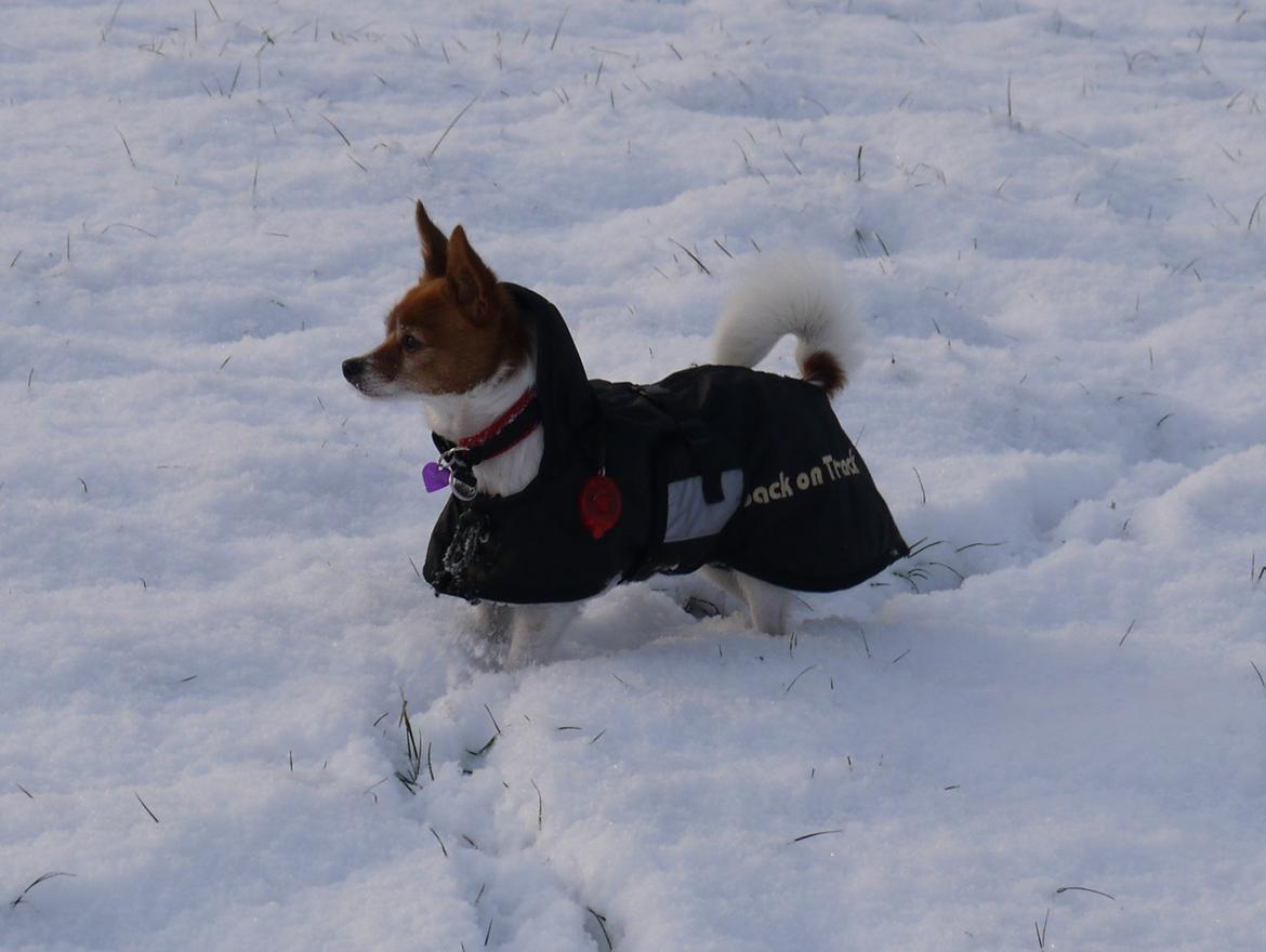 Blanding af racer Poe billede 32