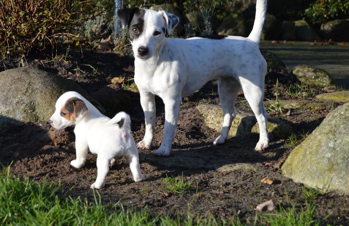 Parson russell terrier My Roest - My sammen med lillebror Jack <3 billede 21