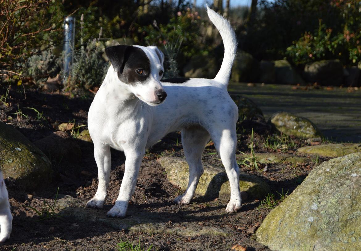 Parson russell terrier My Roest billede 22